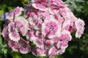 Harjaneilikka2C_Dianthus_barbatus_IMG_5027.jpg