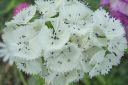 Harjaneilikka2C_Dianthus_barbatus_IMG_5123.jpg