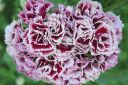 Harjaneilikka2C_Dianthus_barbatus_IMG_5142.jpg