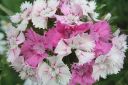 Harjaneilikka2C_Dianthus_barbatus_IMG_5151.jpg