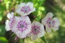 Harjaneilikka2C_Dianthus_barbatus_IMG_5317.jpg