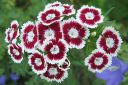 Harjaneilikka2C_Dianthus_barbatus_IMG_5756.jpg