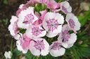 Harjaneilikka2C_Dianthus_barbatus_IMG_5974.jpg