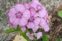 Harjaneilikka2C_Dianthus_barbatus_IMG_6771.jpg