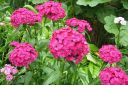 Harjaneilikka2C_Dianthus_barbatus_IMG_7165.jpg