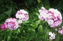 Harjaneilikka2C_Dianthus_barbatus_IMG_8356.jpg