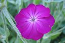 Harmaakaenkukka2C_Lychnis_coronaria_IMG_0074.jpg