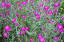 Harmaakaenkukka2C_Lychnis_coronaria_IMG_0278.jpg