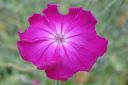 Harmaakaenkukka2C_Lychnis_coronaria_IMG_1302.jpg