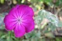 Tiedostonimi=Harmaakaenkukka2C_Lychnis_coronaria_IMG_8944.jpg
Tiedostokoko=35kt
Koko=600x399
Lisätty=11.03.2011 Harmaakaenkukka2C_Lychnis_coronaria_IMG_8944.jpg
