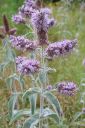 Harmaaminttu2C_Mentha_longifolia_IMG_3875.jpg