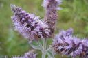 Harmaaminttu2C_Mentha_longifolia_IMG_3876.jpg