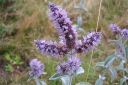 Harmaaminttu2C_Mentha_longifolia_IMG_3880.jpg