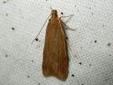 Helcystogramma_rufescens_olkiviiksikoi_IMG_8005.JPG