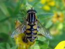 Helophilus_hybridus_female_mustanilkkahelosurri_naaras_IMG_1219.jpg