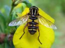 Helophilus_pendulus_female_keltasaarihelosurri_naaras_IMG_1224.jpg