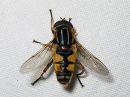 Helophilus_pendulus_male_keltasaarihelosurri_koiras_IMG_5300.jpg