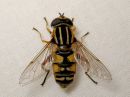 Tiedostonimi=Helophilus_trivittatus_female_keltanaamahelosurri_naaras_IMG_8112.jpg
Tiedostokoko=60kt
Koko=600x450
Lisätty=23.04.2015 Helophilus_trivittatus_female_keltanaamahelosurri_naaras_IMG_8112.jpg