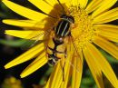 Tiedostonimi=Helophilus_trivittatus_male_keltanaamahelosurri_koiras_IMG_6044.jpg
Tiedostokoko=71kt
Koko=600x450
Lisätty=23.04.2015 Helophilus_trivittatus_male_keltanaamahelosurri_koiras_IMG_6044.jpg