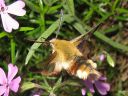 Hemaris_fuciformis_kuusamakiitaja_IMG_6360.jpg