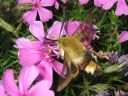 Hemaris_fuciformis_kuusamakiitaja_IMG_6368.jpg