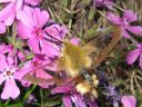 Hemaris_fuciformis_kuusamakiitaja_IMG_6369.jpg