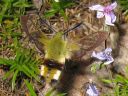 Hemaris_fuciformis_kuusamakiitaja_IMG_7068.jpg