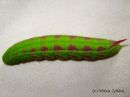 Hemaris_tityus_larva_ruusuruohokiitaja_toukka_18_7_2015_28229.JPG