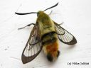 Hemaris_tityus_ruusuruohokiitaja_2_2_2015_E_P__28229.jpg