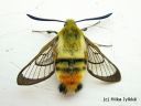 Hemaris_tityus_ruusuruohokiitaja_2_2_2015_E_P__28329.jpg