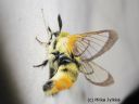 Hemaris_tityus_ruusuruohokiitaja_2_2_2015_E_P__28429.jpg