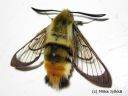 Hemaris_tityus_ruusuruohokiitaja_2_2_2015_E_P__28629.jpg