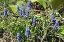 Hentohelmililja2C_Muscari_botryoides_IMG_1081.jpg