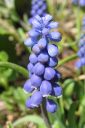 Hentohelmililja2C_Muscari_botryoides_IMG_1082.jpg