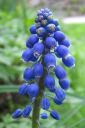 Hentohelmililja2C_Muscari_botryoides_IMG_8455.jpg