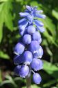 Hentohelmililja2C_Muscari_botryoides_IMG_9436.jpg