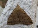Tiedostonimi=Herminia_grisealis_kiilakarsayokkonen_IMG_5921.jpg
Tiedostokoko=83kt
Koko=600x450
Lisätty=15.03.2019 Herminia_grisealis_kiilakarsayokkonen_IMG_5921.jpg