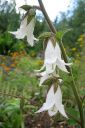 Herttakello2C_Campanula_alliariifolia_IMG_0361.jpg