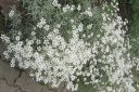 Hopeaharkki2C_Cerastium_tomentosum_IMG_2783.jpg