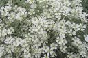 Hopeaharkki2C_Cerastium_tomentosum_IMG_2784.jpg