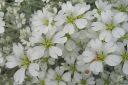 Hopeaharkki2C_Cerastium_tomentosum_IMG_2785.jpg