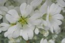 Hopeaharkki2C_Cerastium_tomentosum_IMG_2786.jpg