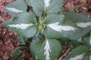 Hopeataplapeippi2C_Lamium_maculatum_IMG_3460.jpg