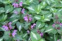 Hopeataplapeippi2C_Lamium_maculatum_IMG_9796.jpg