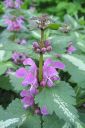 Tiedostonimi=Hopeataplapeippi2C_Lamium_maculatum_IMG_9797.jpg
Tiedostokoko=51kt
Koko=399x600
Lisätty=11.03.2011 Hopeataplapeippi2C_Lamium_maculatum_IMG_9797.jpg