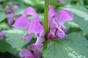 Hopeataplapeippi2C_Lamium_maculatum_IMG_9798.jpg