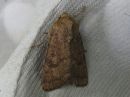 Tiedostonimi=Hoplodrina_octogenaria_keltasankiyokkonen_IMG_7466.jpg
Tiedostokoko=74kt
Koko=600x450
Lisätty=15.03.2019 Hoplodrina_octogenaria_keltasankiyokkonen_IMG_7466.jpg