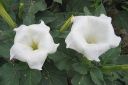 Hulluruoho2C_Datura_innoxia_IMG_2234.jpg