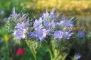 Hunajakukka2C_Phacelia_tanacetifolia_IMG_5397.jpg