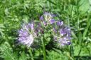 Hunajakukka2C_Phacelia_tanacetifolia_IMG_5768.jpg